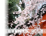 鳥居と桜の写真